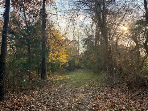 Autumn path